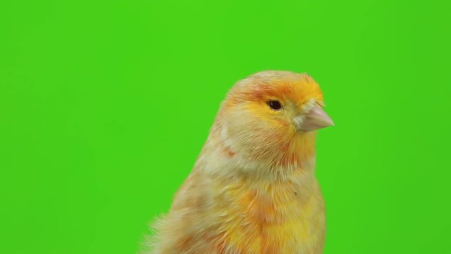 canary  is isolated on the green screen