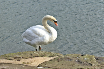 swan