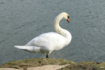 swan