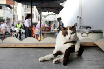 Cat at the Street in Thailand