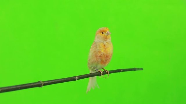 canary  is isolated on the green screen