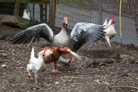 Goose And Chicken Running For Food