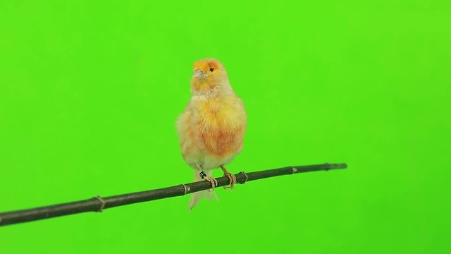 canary  is isolated on the green screen