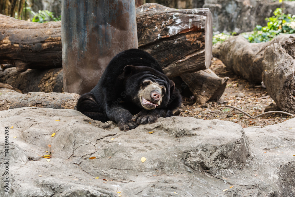 Wall mural malayan sun bear