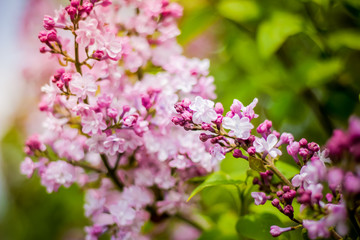 branch of lilac