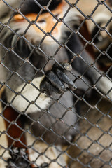 HAND OF A MONKEY IN A CAGE