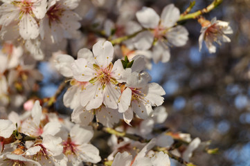 Almendro en flor