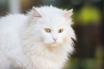 White cat outdoors portrait