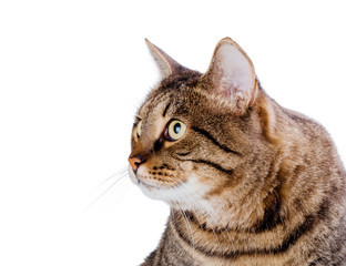 Cat isolated on white background
