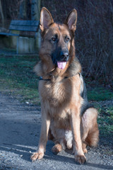 German Shepherd Dog