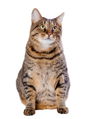 Cat isolated on white background