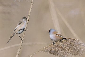 Wąsatka(Panurus biarmicus) ptak