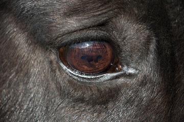 Close-up on a Horse Eye