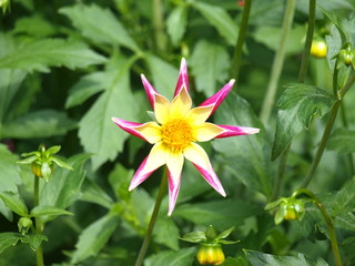 dahlien von verschiedenen formen, farben, arten, aussehen