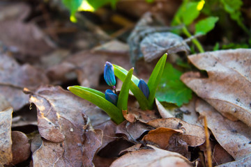 Blue Snowdrops (Scilla bifolia) in the forest of the Voronezh region