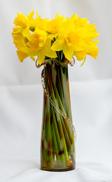 Flowers of daffodils