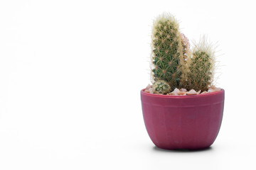 Cactus isolated on white background.