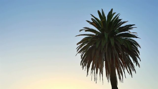 Video of palm tree on a blue sky in 4K