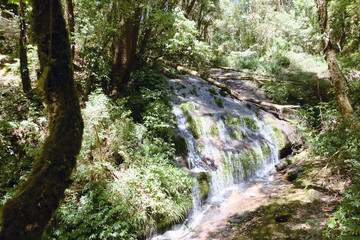 Fototapeta premium Tropical forest,The forests are abundant, Many kinds of trees in Kew Mae Pan Nature Trail, Doi Inthanon National Park, the highest point in Thailand