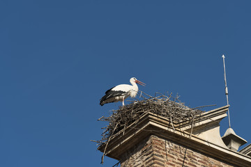 Leon (Spain): stork in the nest