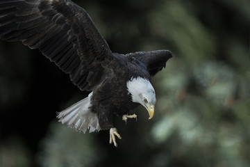 Bald Eagle (Haliaeetus leucocephalus) Going After Its Prey
