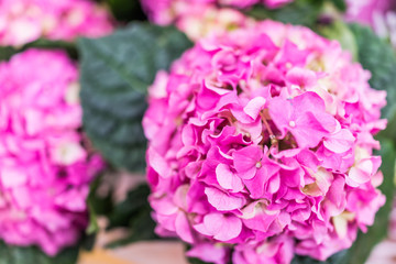Pink hydrangea flowers macro closeup