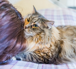 Naklejka na ściany i meble Maine coon cat sniffing young woman's hair on bed