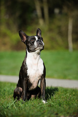 Boston Terrier dog sitting in green grass with trees