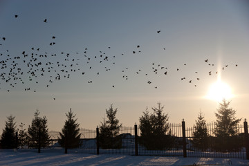 sunset time with birds