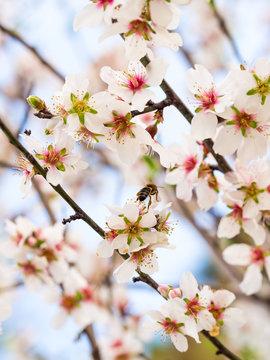 Flowering Sweet Almond Tree