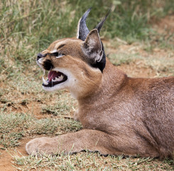 Caracal - beauty