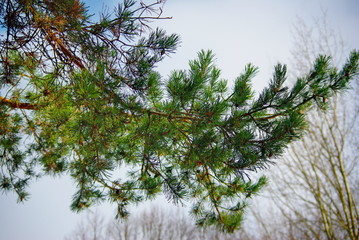 Obraz premium Pine forest in the springtime