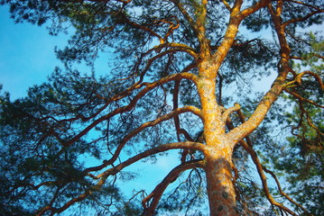 Pine forest in the springtime