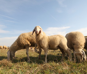 many sheep of a flock grazing