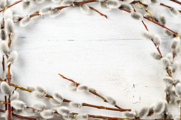 willow catkins frame on white textured wooden background