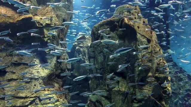 School fish in aquarium