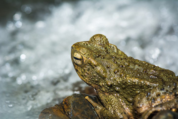 close up frog near waterfall in nature