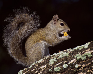 Squirrel Eating on a Tree