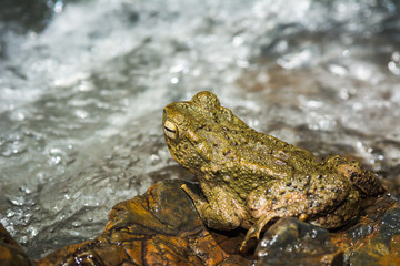close up frog near waterfall in nature