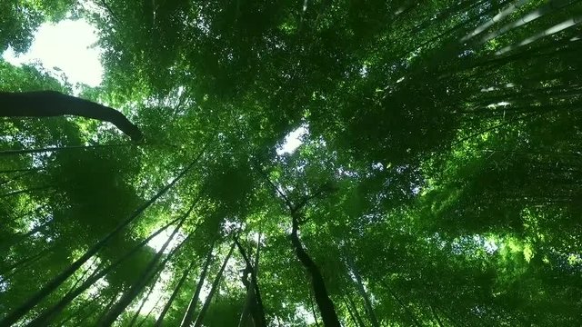 Bamboo Forest at top view 