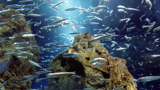 School fish in aquarium