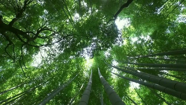 Bamboo Forest at top view 
