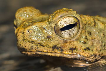 close up frog near waterfall in nature
