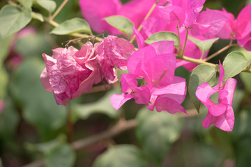 Lesser bougainvillea, bougainvillea flowers in rainforest