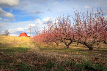 Time of Year for Peach Blooms in the Country