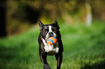 Boston Terrier dog running with ball 