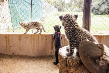 Kindergarden of Lopeard, Serval and black leopard 