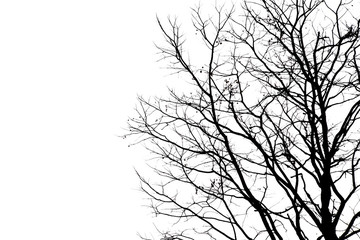 Dead branches.