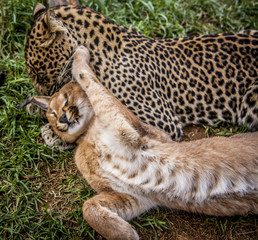 Leopard and caracal cuddeling 