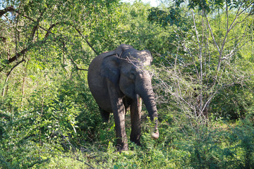 Big grey elephant comes out of the green bushes